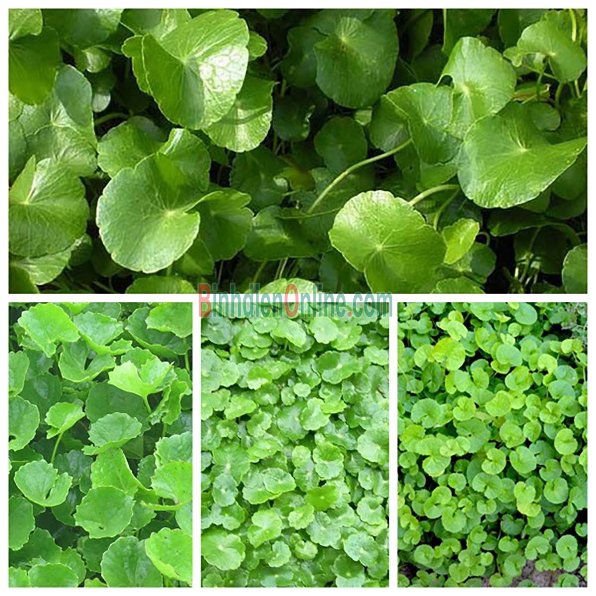 Rau má vừa thu hoạch tươi ngon, an toàn